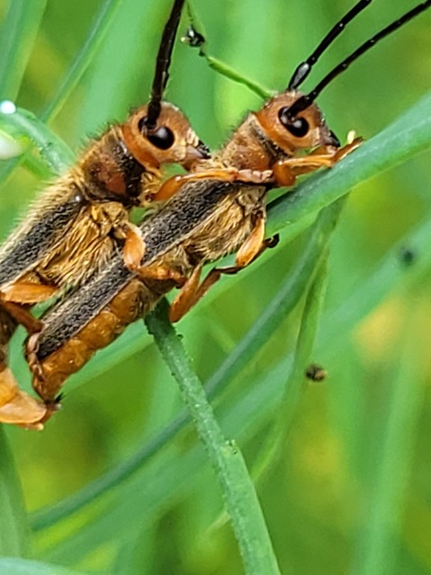 Oberea erythrocephala - pirosfejű kutyatejcincér