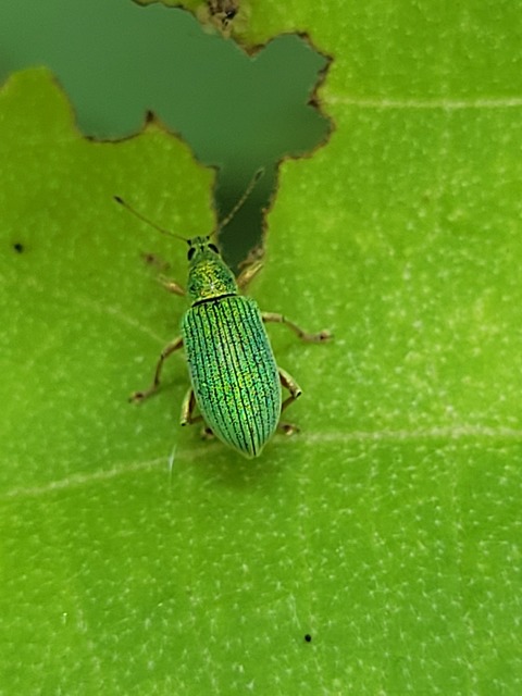 Polydrusus formosus - selymes lombormányos