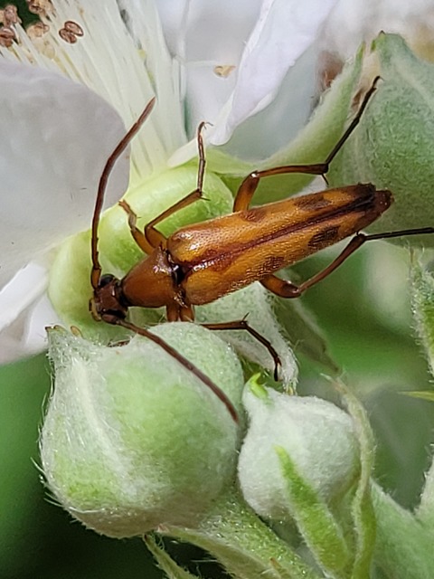 Stenurella septempunctata - hétpettyes karcsúcincér