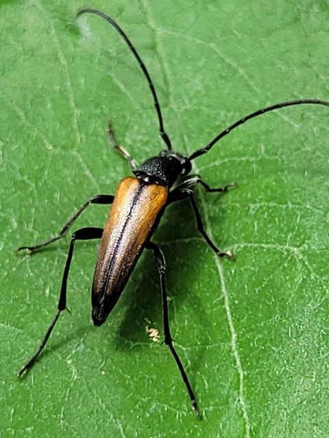 Stenurella melanura - feketevégű karcsúcincér