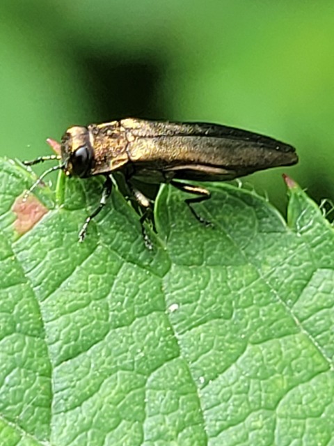 Agrilus cuprescens - földiszeder-karcsúdíszbogár Agrilus cuprescens - földiszeder-karcsúdíszbogár