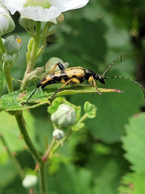 Rutpela maculata - tarkacsápú karcsúcincér