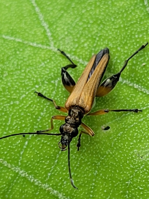 Oedemera podagrariae - székfű-álcincér