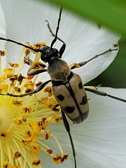 Pachytodes erraticus - rajzos virágcincér