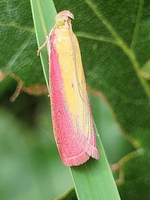 Oncocera semirubella - lucernamoly