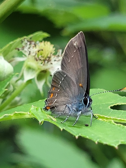 Satyrium ilicis - tölgyfa-csücsköslepke