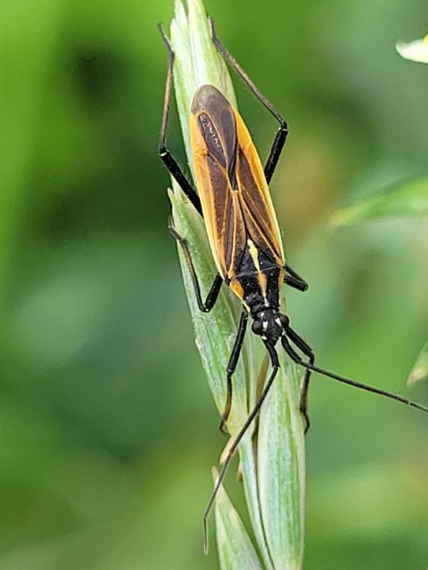 Leptopterna
