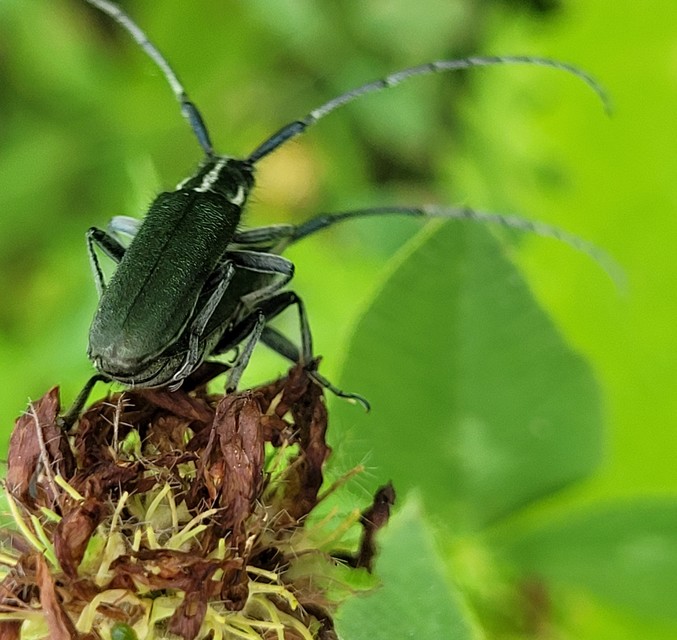 Agapanthia viti