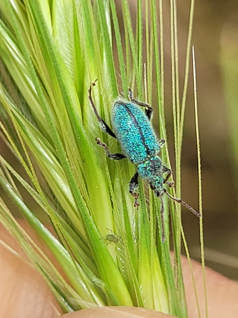 Phyllobius betulinus - változékony levélormányos