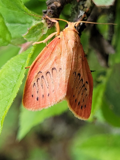 piros medvelepke - Miltochrista miniata
