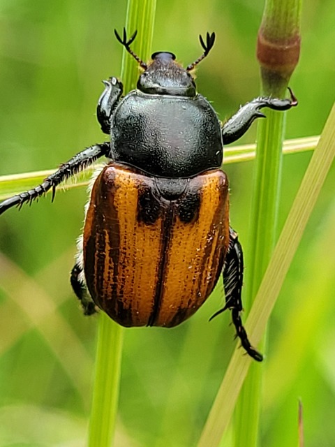 Anisoplia austriaca - osztrák szipoly