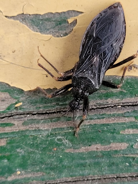 Reduvius personatus - szemetes zugpoloska
