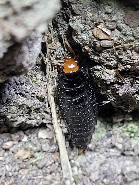 Dendroxena quadrimaculata - négypettyes dögbogár