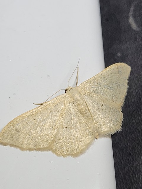 szalmasárga sávosaraszoló - Idaea straminata