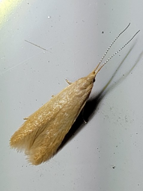 Coleophora