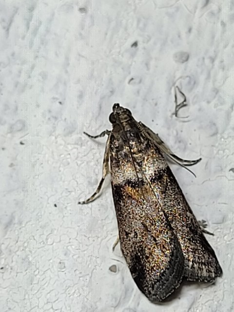 Acrobasis