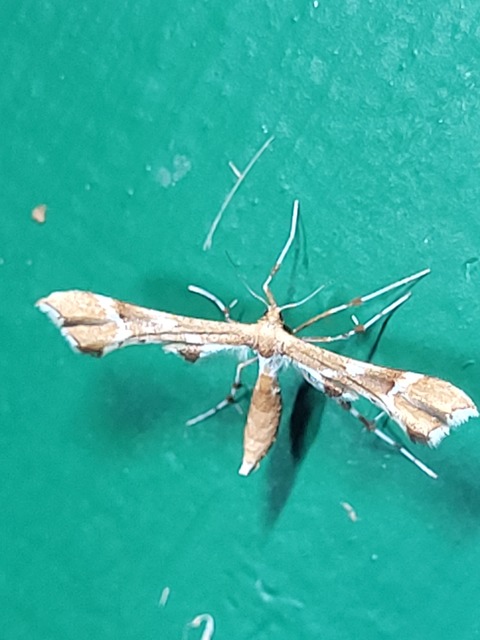 Cnaemidophorus rhododactyla - rózsabogyó-tollasmoly