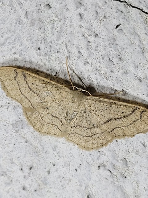 nagy sávosaraszoló - Idaea aversata