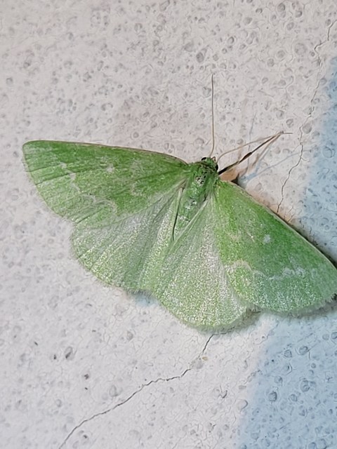 smaragd-zöldaraszoló - Thetidia smaragdaria