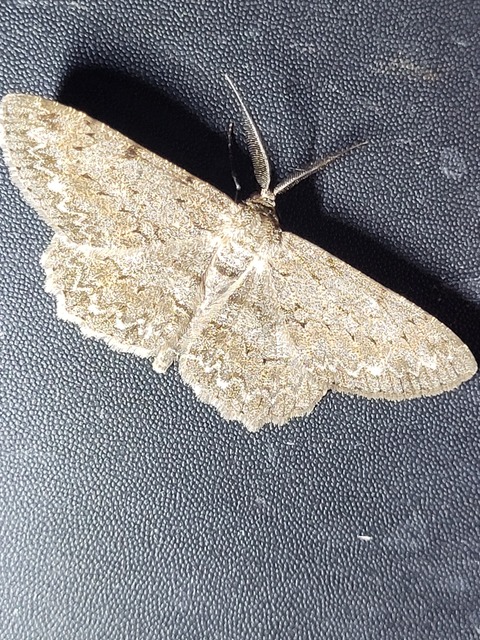 pettyes faaraszoló - Hypomecis punctinalis