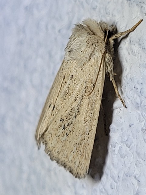 nádtippan-sásbagoly - Photedes extrema