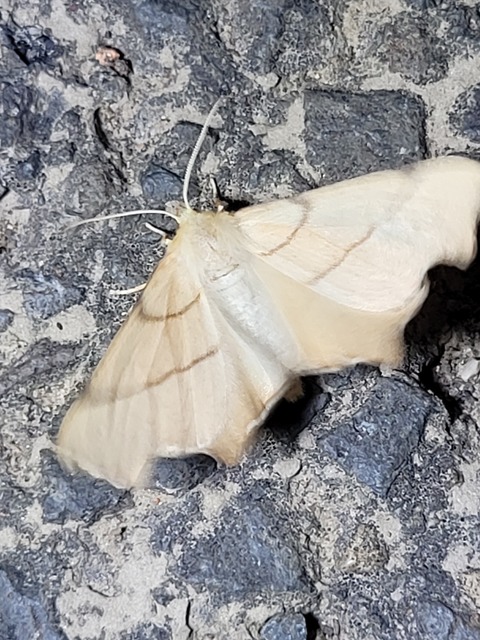 hársfa-levélaraszoló - Ennomos erosaria