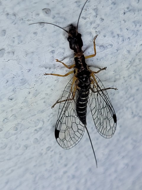 Raphidioptera - Tevenyakú-fátyolkák