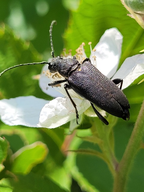 Stictoleptura scutellata - hegyi virágcincér