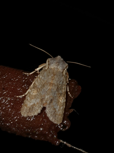 Lithophane ornitopus - közönséges fabagoly