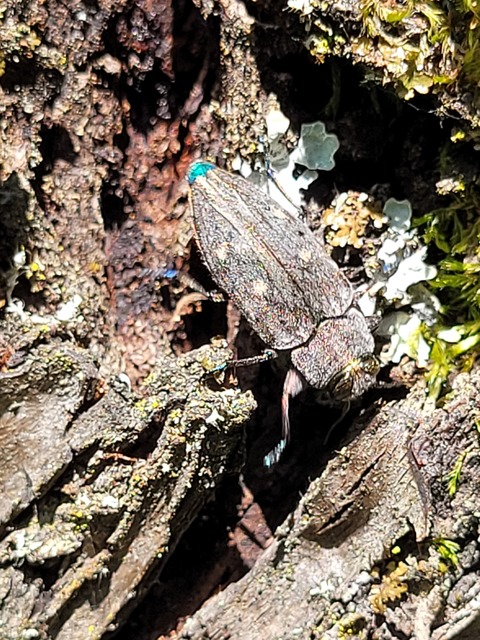 Chrysobothris affinis - aranypettyes díszbogár
