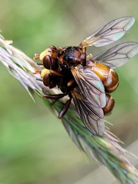 Sicus