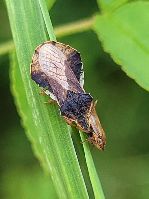 Phymata crassipes - fogólábú poloska