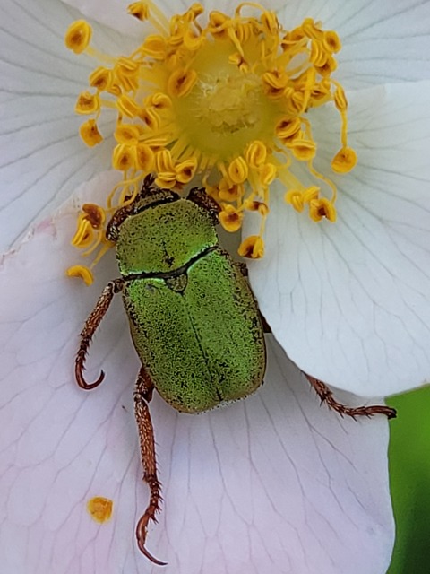 Hoplia dilutipes