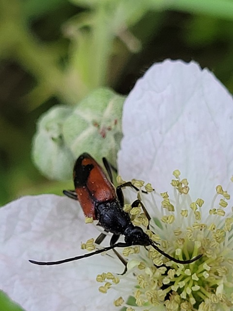 Stenurella bifasciata - kétöves karcsúcincér