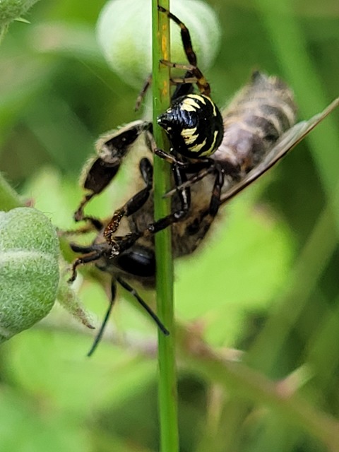 Synema globosum - fekete-sárga karolópók