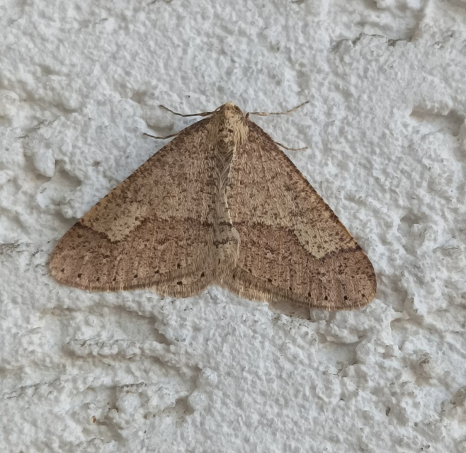 Agriopis marginaria - sárgás téliaraszoló