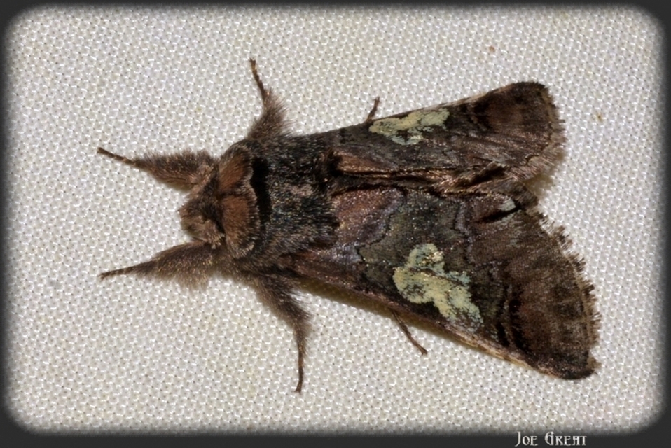 Diloba caeruleocephala - őszi kékesbagoly