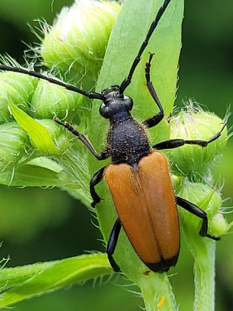 Stictoleptura fulva - vörhenyes virágcincér