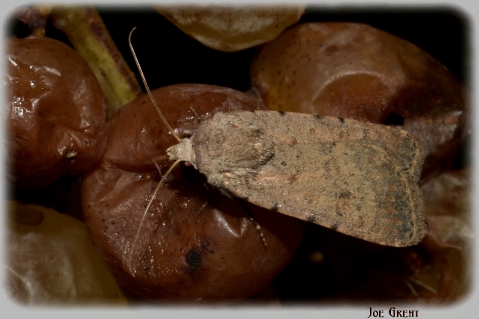 Paradrina clavipalpis - közönséges selymesbagoly