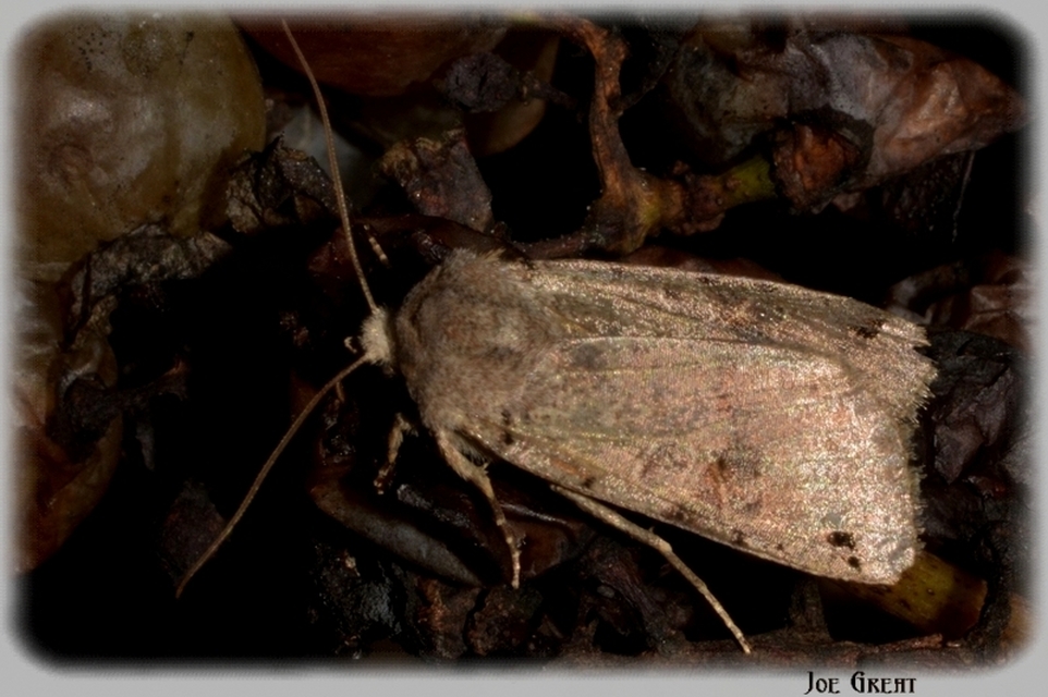Anchoscelis litura - tarka őszibagoly