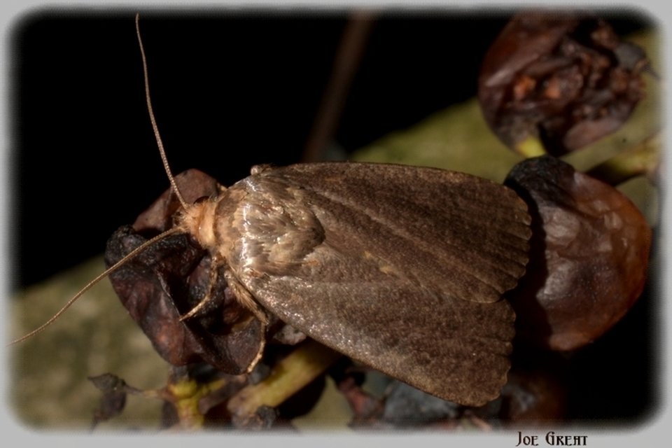 Amphipyra livida - zsírfényű bagoly