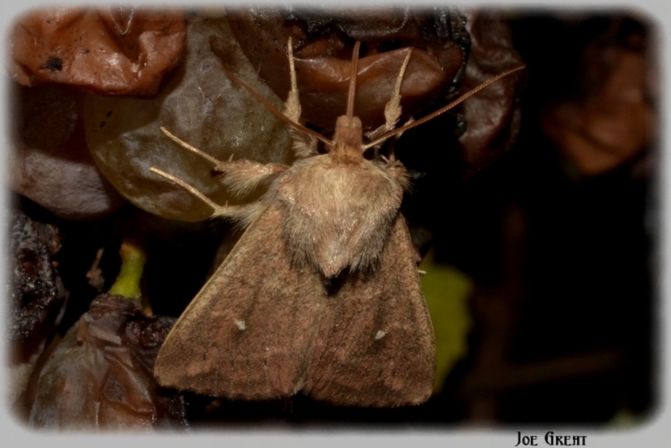 Mythimna albipuncta - fehérpettyes rétibagoly
