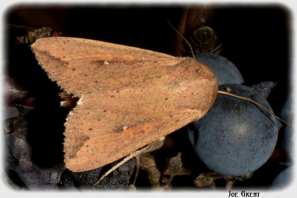 Mythimna unipuncta - hordabagoly