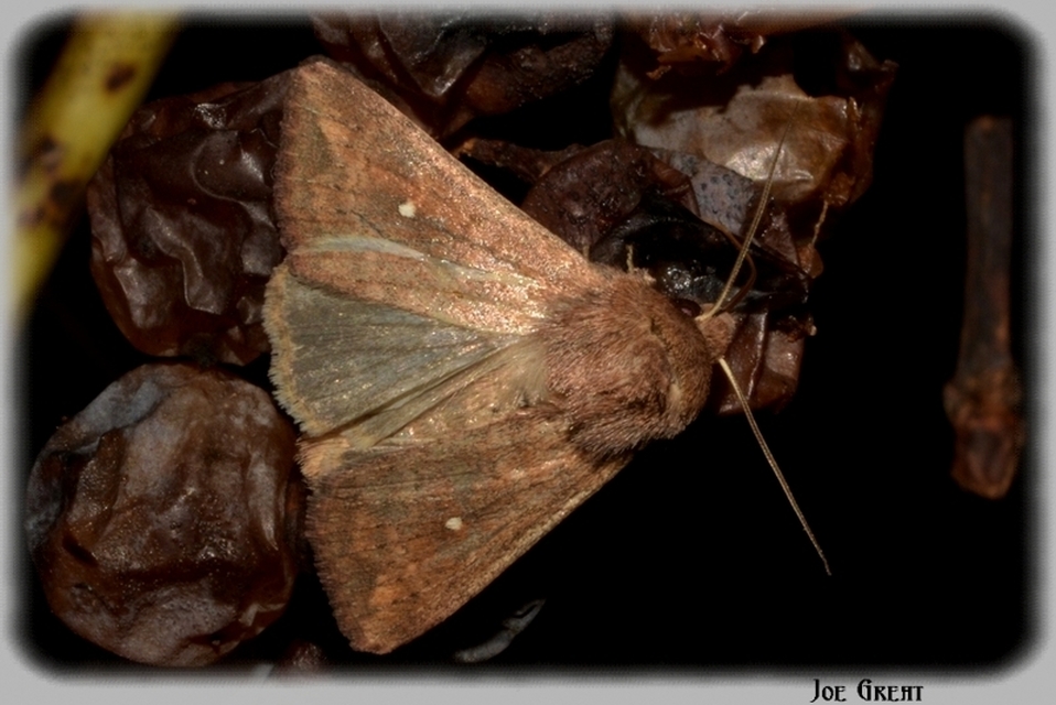 Mythimna albipuncta - fehérpettyes rétibagoly