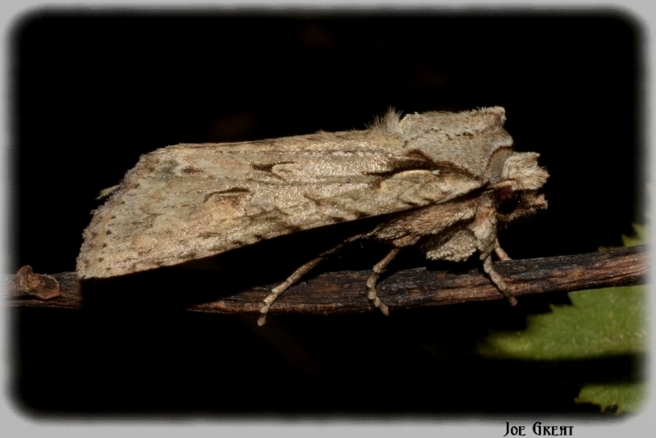 Lithophane ornitopus - közönséges fabagoly