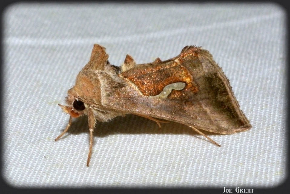 Macdunnoughia confusa - cseppfoltos ezüstbagoly