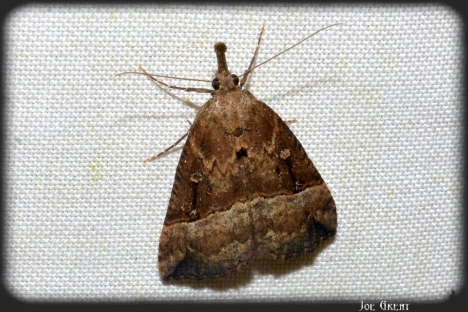 Hypena rostralis - közönséges karcsúbagoly