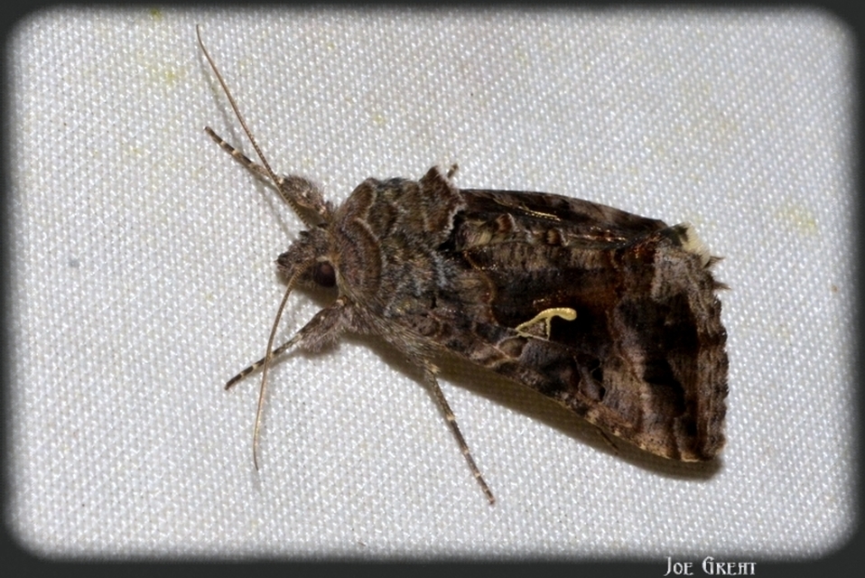 Autographa gamma - gammalepke