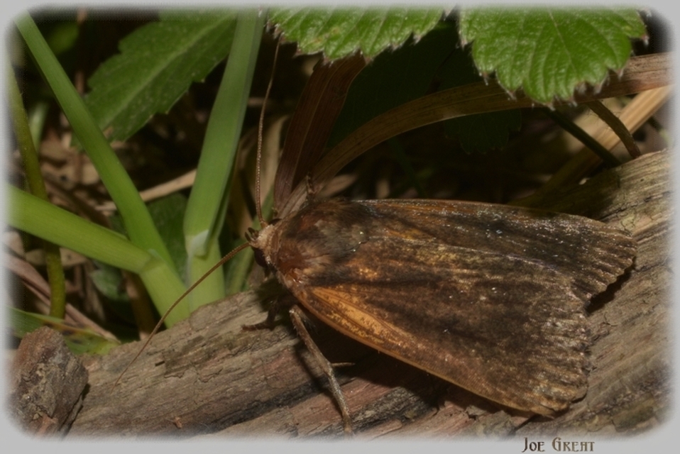 Amphipyra livida - zsírfényű bagoly
