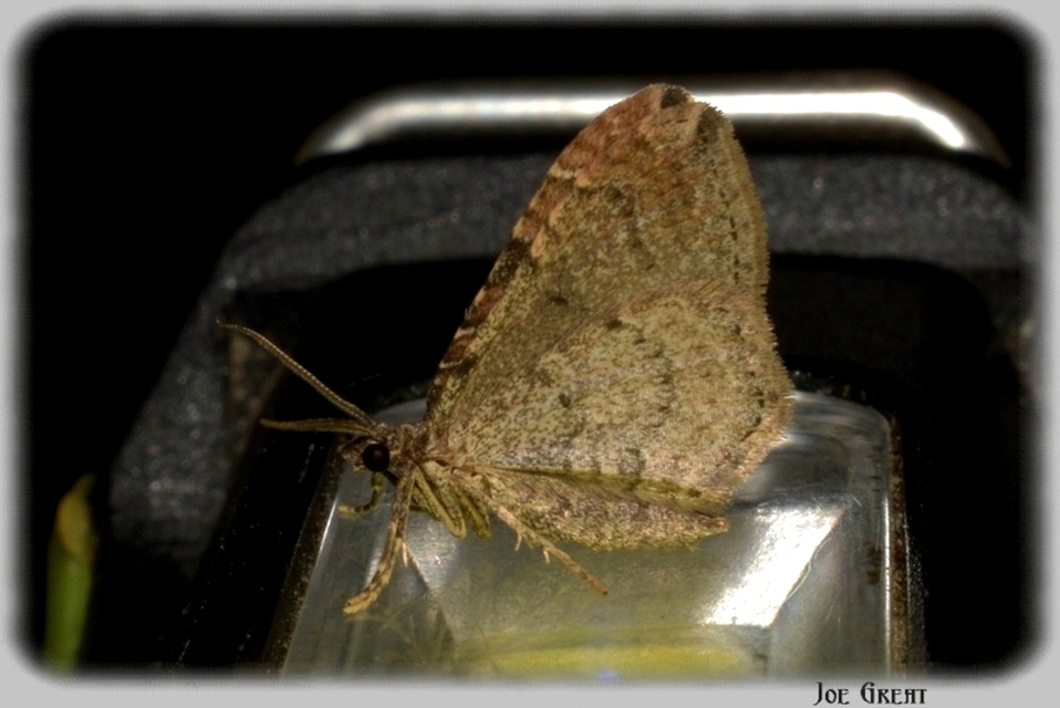 Orthonama obstipata - vándoraraszoló